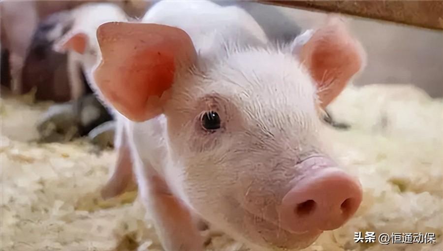 四川加快推進(jìn)生豬聯(lián)合育種
